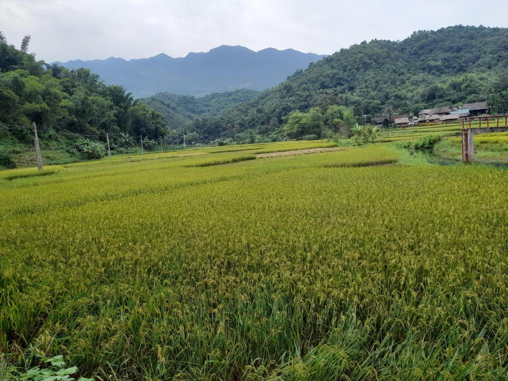 Thao Ly Homestay Mai Chau Hòa Bình Exteriör bild