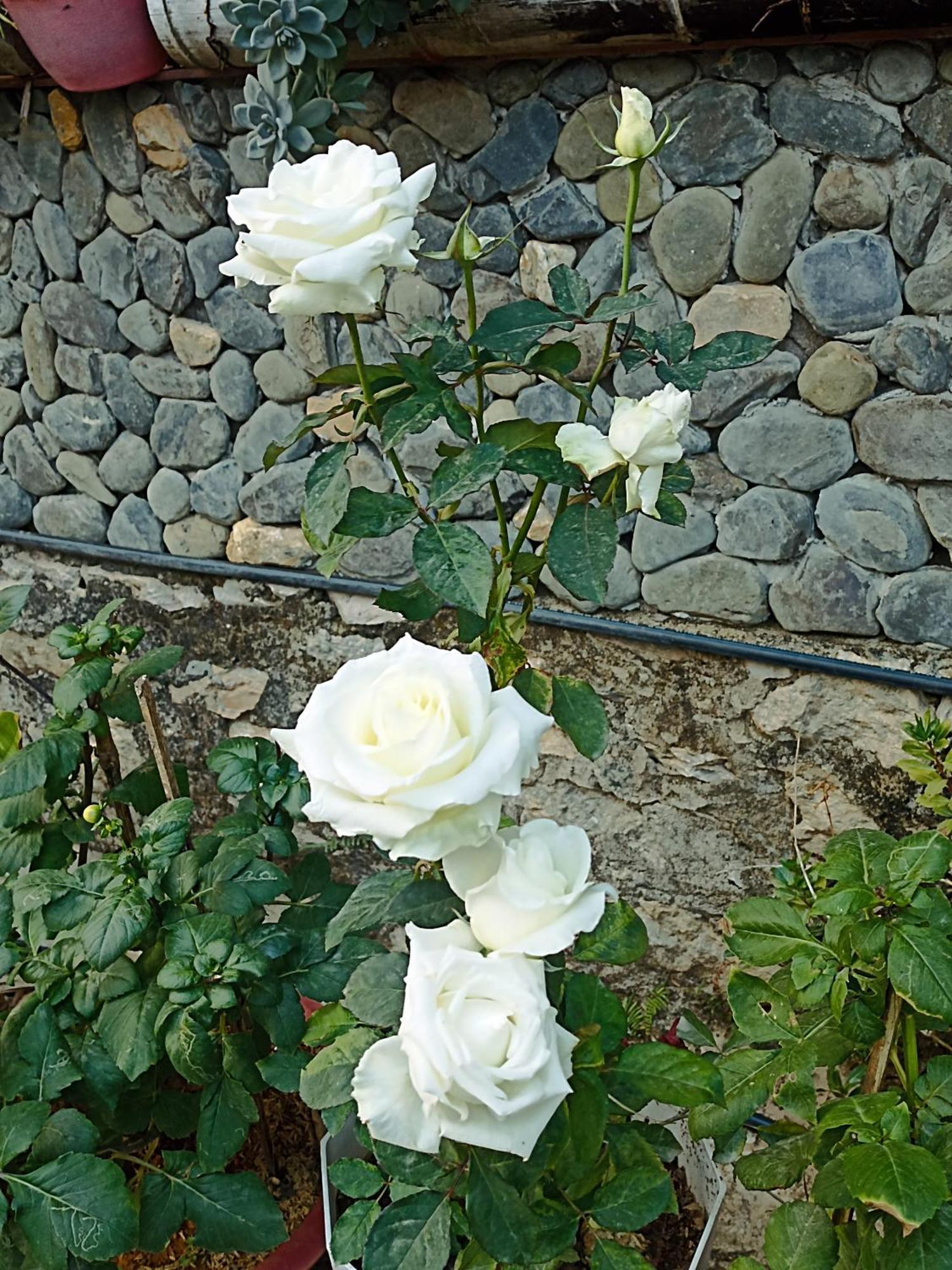 Thao Ly Homestay Mai Chau Hòa Bình Exteriör bild