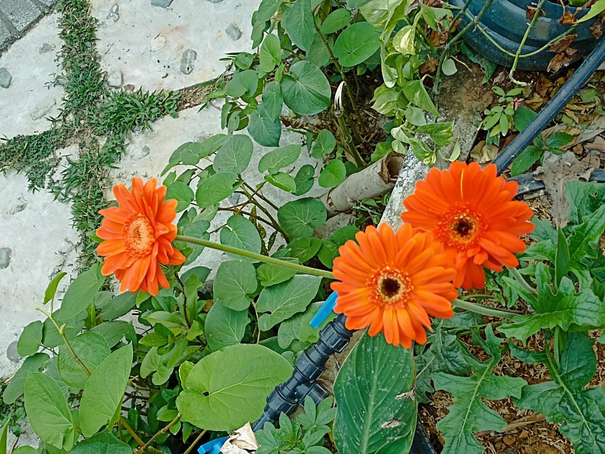 Thao Ly Homestay Mai Chau Hòa Bình Exteriör bild